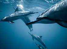 华体会娱乐平台：让热爱体育的你在指尖开启无限可能